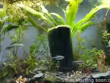 rupali01 – webcam model profile photo Image 17