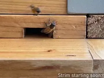 rupali01 – webcam model profile photo Image 18