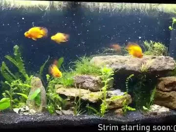 rupali01 – webcam model profile photo Image 19