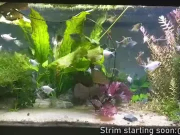 rupali01 – webcam model profile photo Image 2