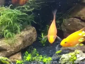 rupali01 – webcam model profile photo Image 6