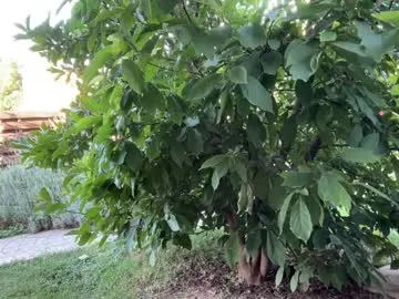 sunflower_28 – webcam model profile photo Image 11