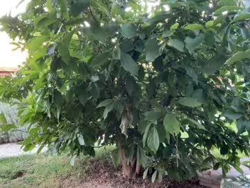 sunflower_28 – webcam model profile photo Image 13