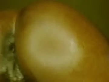 ToryHazel – webcam model profile photo Image 3